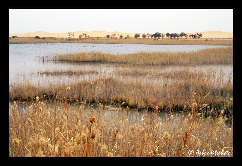 052 Le lac sale de Borj El Khadra a l extreme pointe sud du pays